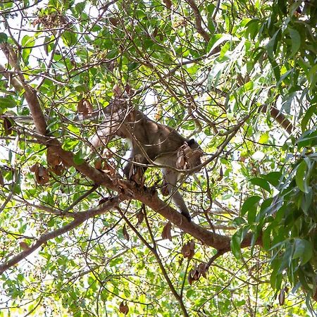 Hotel Frog Garden Hut Koh Phayam Zewnętrze zdjęcie